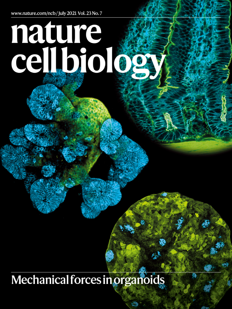 Nature Cell Biology 封面使用彩色细胞显微图像