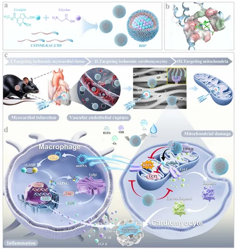 Bioactive Materials 心梗治疗机制科研示意图设计