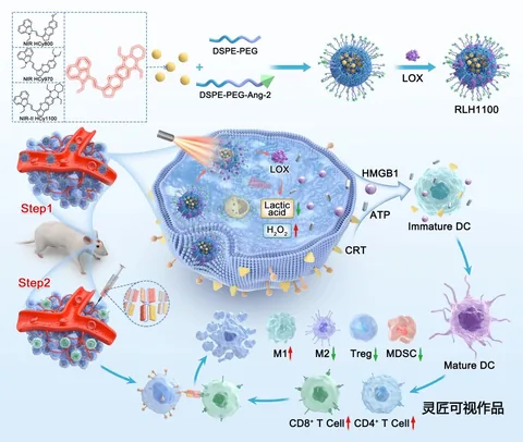 ADVANCED FUNCTIONAL MATERIALS 半花菁纳米粒子对肿瘤微环境进行重编程用于胶质母细胞瘤光免疫治疗科研论文示意图