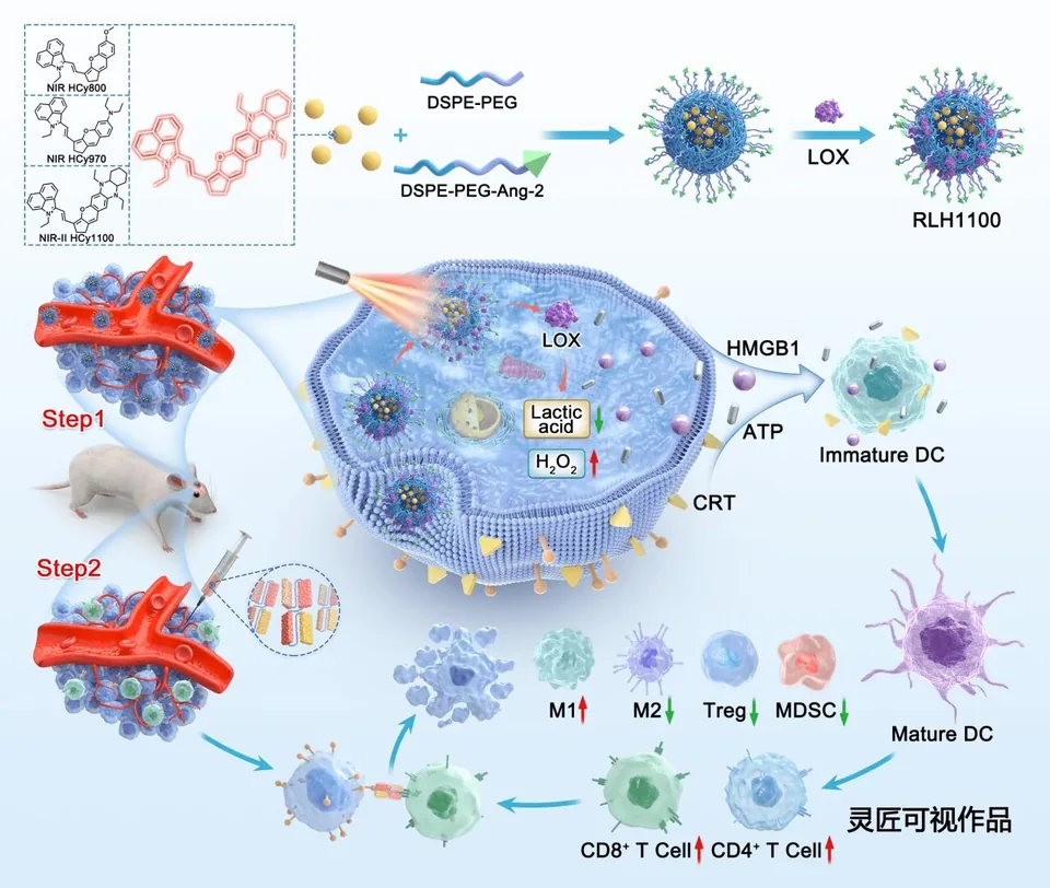 ADVANCED FUNCTIONAL MATERIALS 半花菁纳米粒子对肿瘤微环境进行重编程用于胶质母细胞瘤光免疫治疗科研论文示意图