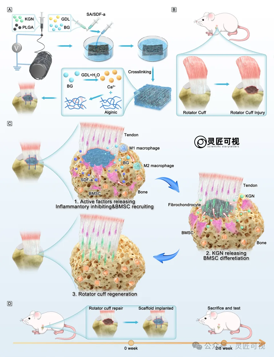 ADVANCED HEALTHCARE MATERIALS 连续释放生物活性因子的水凝胶/静电纺纳米纤维复合支架用于旋转袖修复科研论文示意图