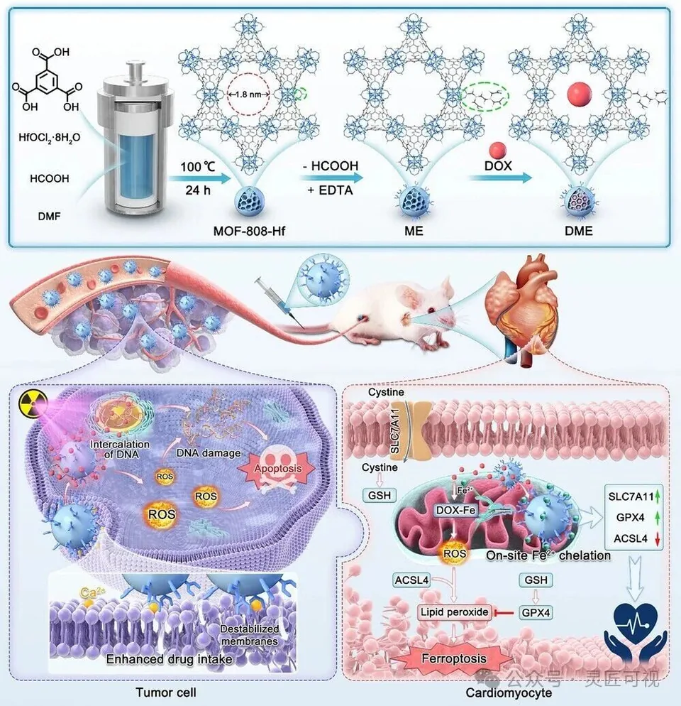 Advanced Science EDTA功能化MOF通过放射化学协同作用和时空匹配的铁螯合作用在肿瘤心脏病学中的应用科研论文示意图