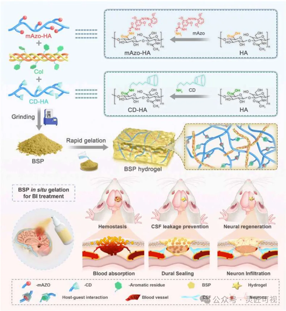 Acta Biomaterialia 仿生自凝胶与粘附性粉末，用于脑损伤后的无缝密封与神经再生科研论文示意图