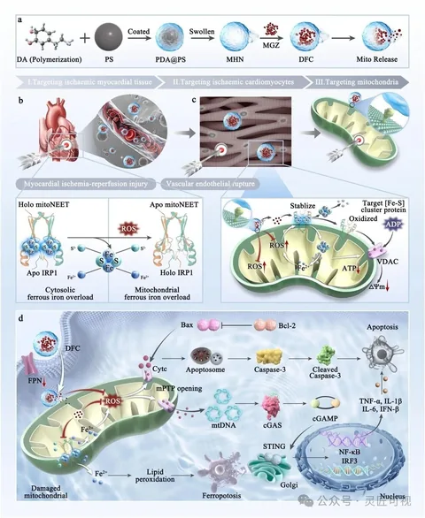 Chemical Engineering Journal 通过阻断mitoNEET源，精准协同治疗心肌缺血再灌注损伤科研论文示意图