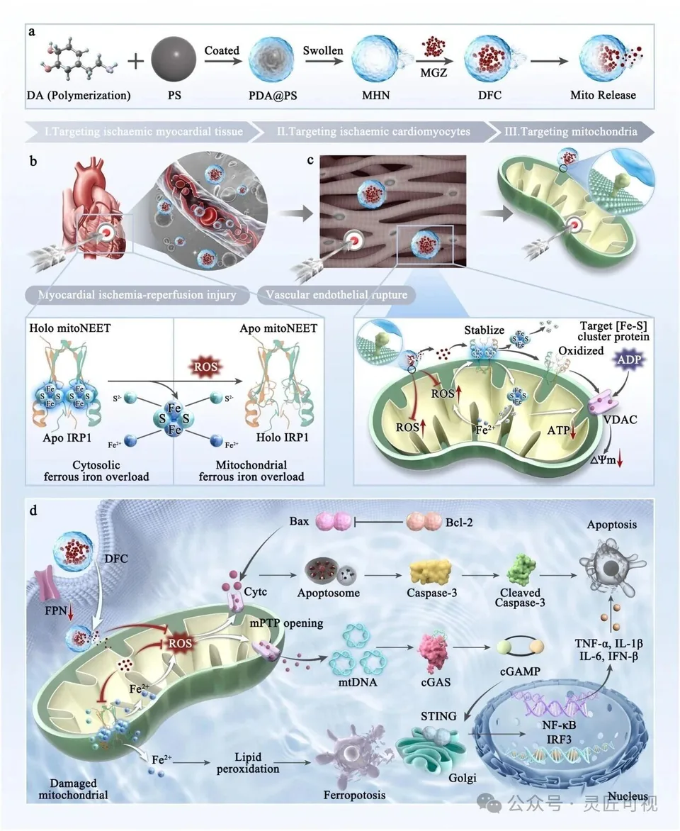 Chemical Engineering Journal 通过阻断mitoNEET源，精准协同治疗心肌缺血再灌注损伤科研论文示意图