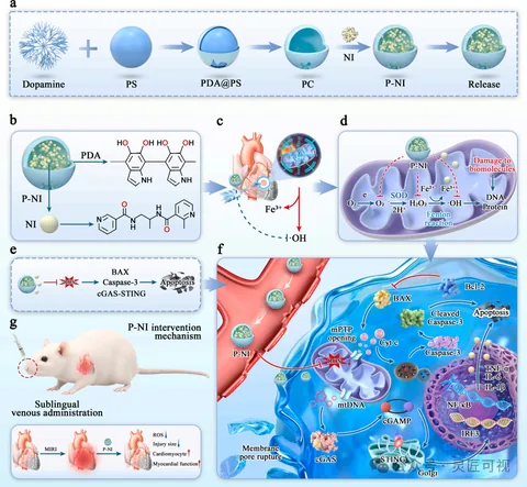 Chemical Engineering Journal 一种端到端活性氧清除剂，同时清除超氧阴离子和羟基自由基，靶向治疗心肌缺血再灌注损伤科研论文示意图