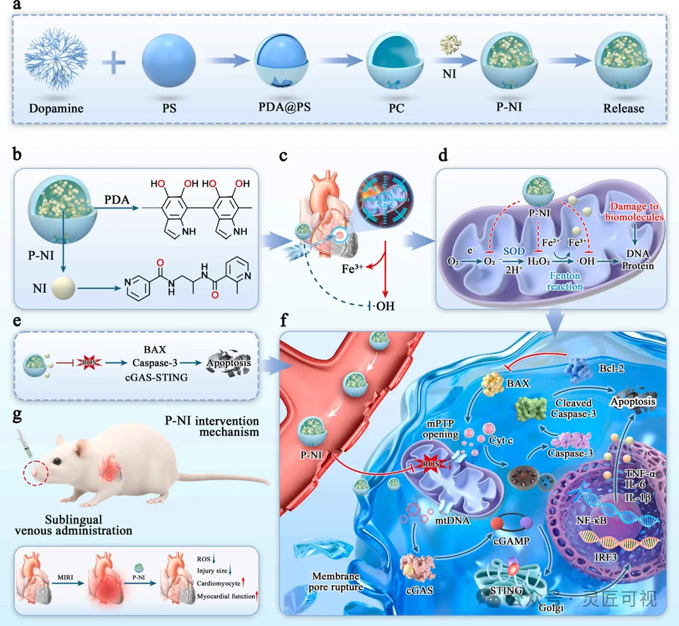 Chemical Engineering Journal 一种端到端活性氧清除剂，同时清除超氧阴离子和羟基自由基，靶向治疗心肌缺血再灌注损伤科研论文示意图