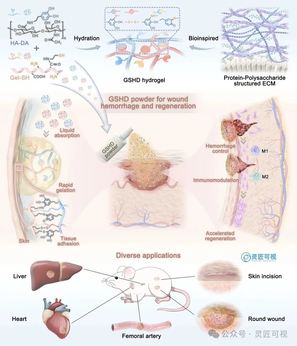 Biomacromolecules 基于透明质酸的快速凝胶化止血粉，促进动态伤口封闭与组织再生科研论文示意图