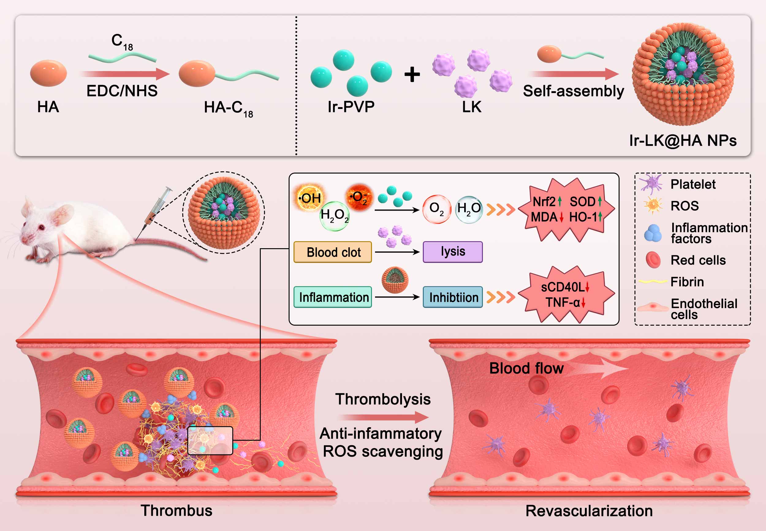 免疫治疗机制示意图