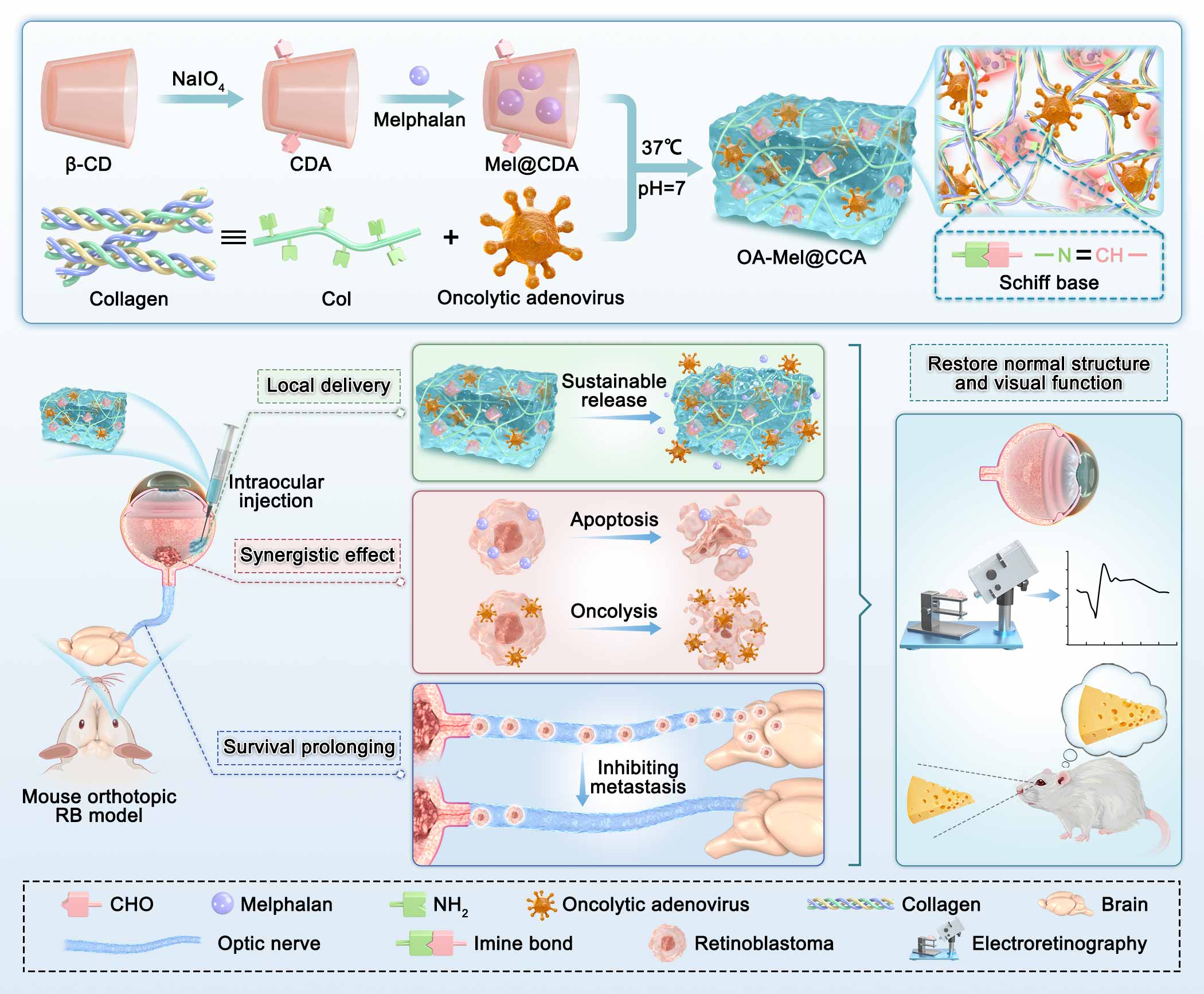 细胞信号通路示意图