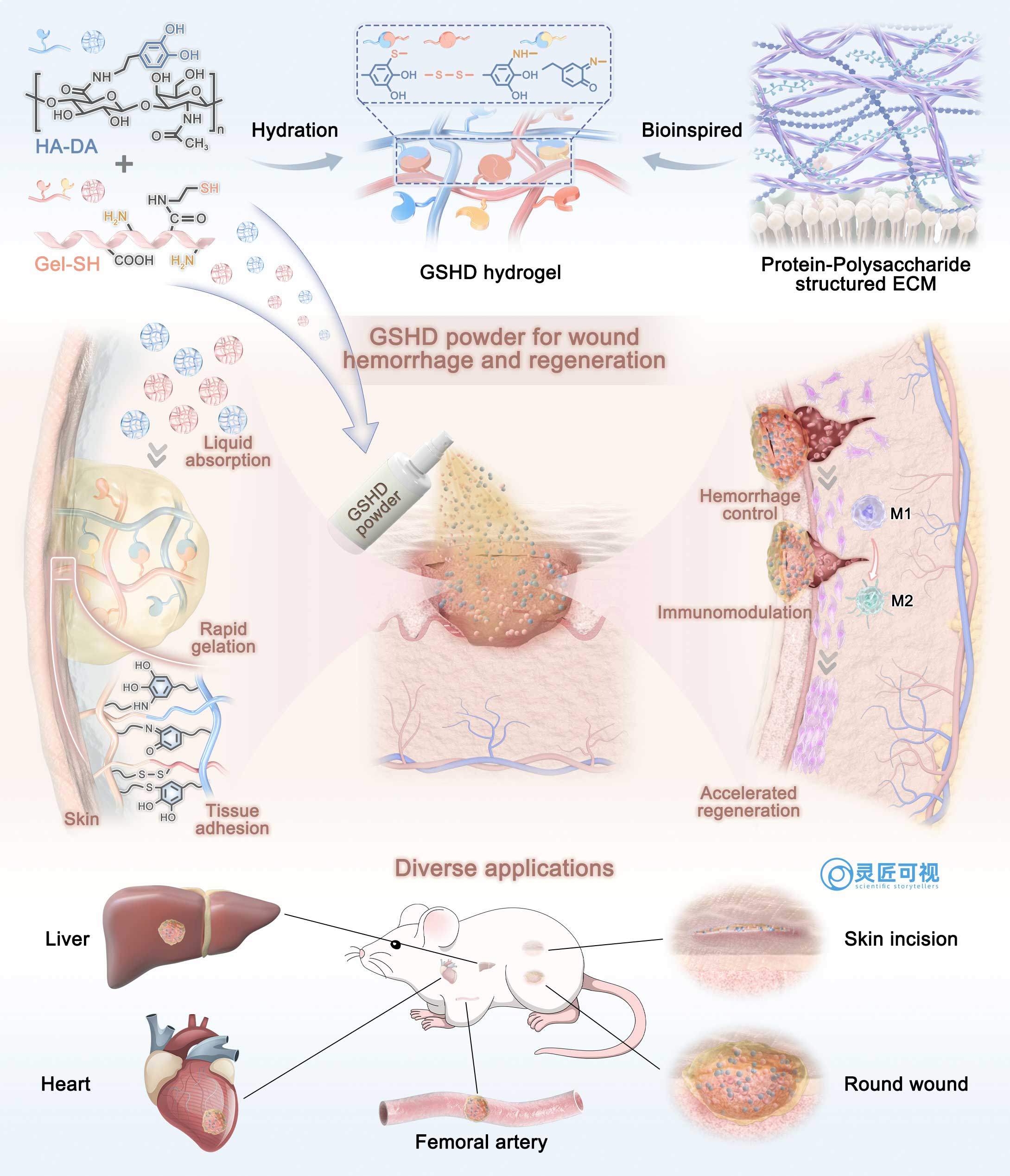 蛋白质相互作用示意图